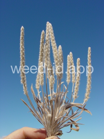 plantain, wooly